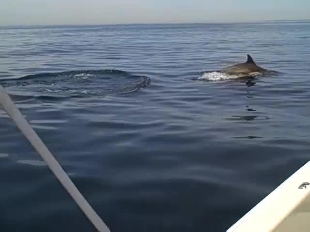 So Long and Thanks For All the Fish